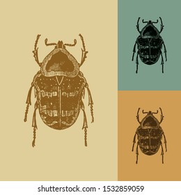 Cetonia argentea beetle vector. Vintage illustration drawing. Applied in colored backgrounds.