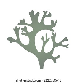 Cetraria Icelandic lichen used in medicine logo icon