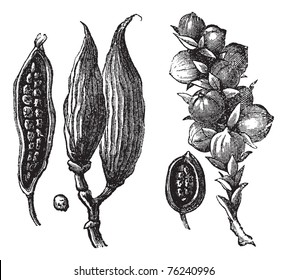 Ceylan cardamom and cardamom round vintage engraving. Old engraved illustration of cardamon pods with seeds.