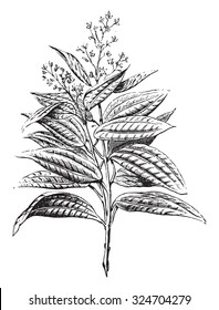 Ceylon cinnamon, flowers and leaves, vintage engraved illustration. Industrial encyclopedia E.-O. Lami - 1875.
