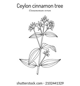 Ceylon cinnamon tree, Cinnamomum verum, spice and medicinal plant, hand drawn botanical vector illustration