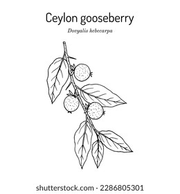 Ceylon gooseberry, or ketembilla (Dovyalis hebecarpa), edible plant. Hand drawn botanical vector illustration