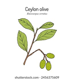 Aceituna de Ceilán (Elaeocarpus serratus), planta comestible y medicinal. Ilustración vectorial botánica dibujada a mano