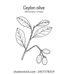 Aceituna de Ceilán (Elaeocarpus serratus), planta comestible y medicinal. Ilustración vectorial botánica dibujada a mano