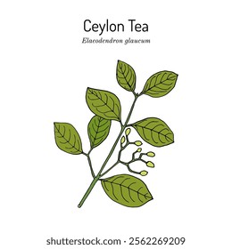 Ceylon Tea (Elaeodendron glaucum), medicinal plant. Hand drawn botanical vector illustration