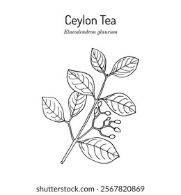 Ceylon Tea (Elaeodendron glaucum), medicinal plant. Hand drawn botanical vector illustration