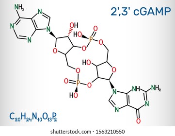 C-GMP-AMP, 2',3' cGAMP, cyclic guanosine monophosphate-adenosine monophosphate molecule. Structural chemical formula. Vector illustration