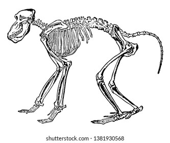 Chacma Baboon Skeleton Owing General Development Stock Vector (Royalty ...