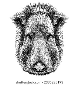  Chacoan peccary. Graphic portrait of a pig's head in sketch style on a white background. Digital vector graphics.