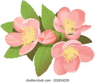 Chaenomeles japonica flower illustration on white background