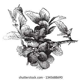 Chaenomeles Japonica is known as japan quince. It is deciduous shrub, vintage line drawing or engraving illustration.