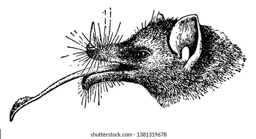 Chaeronycteris Mexicana is a species of bat in the family Phyllostomidae, vintage line drawing or engraving illustration.