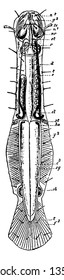 Chaetognatha is a phylum of predatory marine worms that are a major component of plankton worldwide, vintage line drawing or engraving illustration.