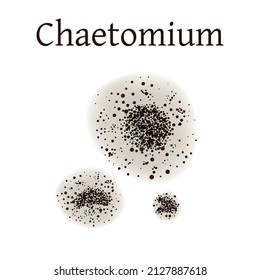 Chaetomium form, Vektorgrafik einzeln auf weißem Hintergrund.