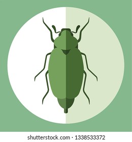 
Chafer, cockchafer, insects, spring time.