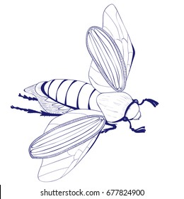 Chafer on a white background. Image of garden pests. Vector illustration.
