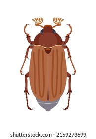 Chafer. Vector illustration in cartoon style isolated on white background.