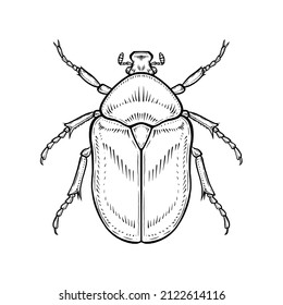 Chafer. Vector illustration in graphic style isolated on white background.