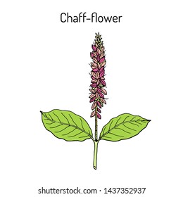 Chaff-flower (achyranthes aspera), or prickly chaff flower, devil horsewhip, medicinal plant. Hand drawn botanical vector illustration