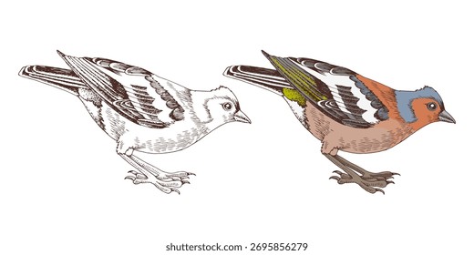 Chaffinch bird hand drawn vector illustration
