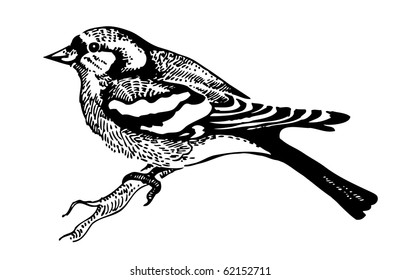 Chaffinch bird, hand-drawn illustration