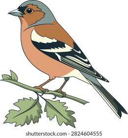Chaffinch bird perching on oak branch hand-drawn style vector illustration for children coloring book educational materials nature study or graphic design projects.