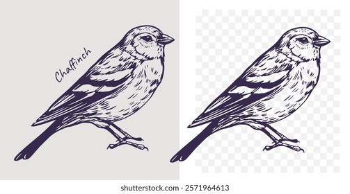 chaffinch bird, realistic sketch, hand drawn vector illustration