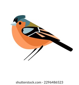 Chaffinch - cartoon bird portrait. Hand drawn vector illustration isolated in white. Flat color design.