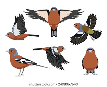 Chaffinch Finch Bird Various Poses Cartoon Vector Character