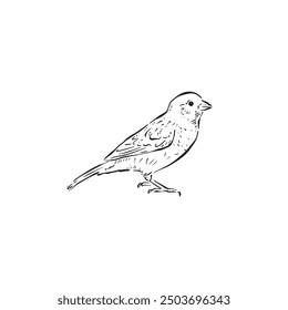 A chaffinch illustration. Side profile drawing of a bird in black and white and drawn by hand in line. 