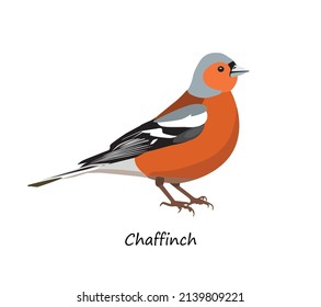 Chaffinch isolated on white background. Vector illustration