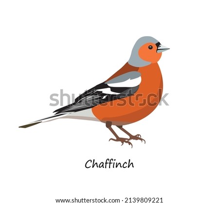 Chaffinch isolated on white background. Vector illustration
