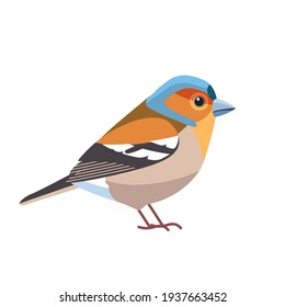 Chaffinch. Nombre científico: Fringilla coelebs. Pájaro de chaffinch común en la familia finca Caricatura estilo plano bello carácter de la ornitología, ilustración vectorial aislada en fondo blanco.