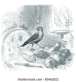 Chaffinch - vintage engraved illustration - "Histoire naturelle" by Buffon and Lacépède published in 1881 France