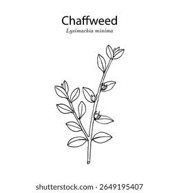 Algas (lysimachia minima), ervas perenes. Ilustração vetorial botânica desenhada à mão