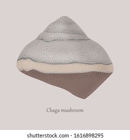 Chaga is a medical mushroom forming on trees. Mushroom with medicinal properties. Chaga mushroom super food on a gray background.
