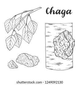 Chaga mushroom (Inonotus obliquus) isolated on white background vector illustration.