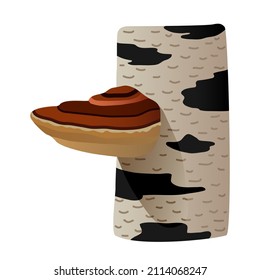 Chaga mushroom on a birch stump, an ingredient for medicines and delicious food. A color vector illustration isolated on a white background in a clipart style.