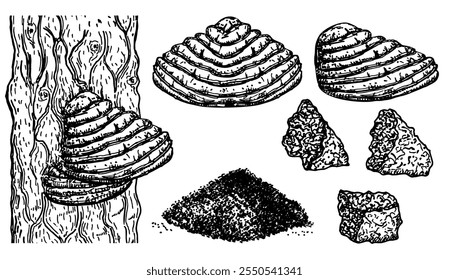 НSeta chaga en el tronco de un árbol viejo. Conjunto de ilustración de boceto vintage de setas de Chaga. Ilustración botánica. Planta medicinal. Hongos del estaño (Fomes fomentarius). Objeto superalimentario.