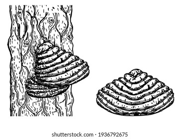 Chaga mushroom on tree. Vector drawing. Botanical illustration. Medical plant. Herbal engraved style sketch. Tinder fungus (Fomes fomentarius). Superfood object. Popular healing healthy superfood. 