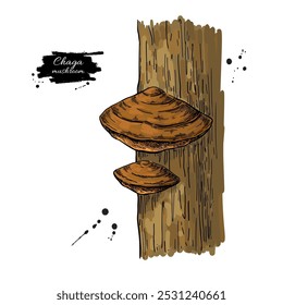 Chaga mushroom on tree vector drawing. Botanical illustration. Medical plant . Herbal engraved style sketch. Superfood object.