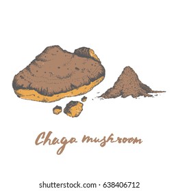 Chaga mushroom powder, popular healing healthy super food 
