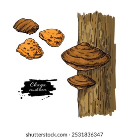 Chaga mushroom vector drawing. Medical plant on tree and crushed. Botanical illustration. Herbal engraved style sketch. Superfood object.