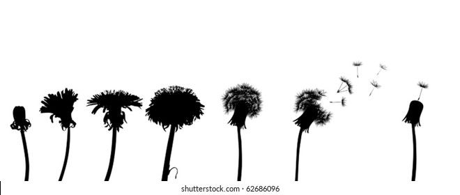 chain of the dandelion flowers on white background