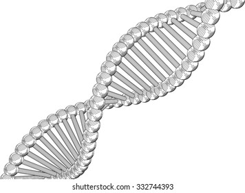 Chain vector DNA. The contours of the DNA.