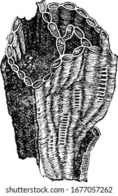 Chain-coral (Halysites catenulatus), is an extinct genus of tabulate coral, they fed upon plankton and found in the sediments of Canada and Australia, vintage line drawing or engraving illustration.