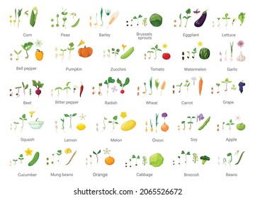 Chains of germination of seeds. Detailed illustration of the growth of vegetables and fruits.