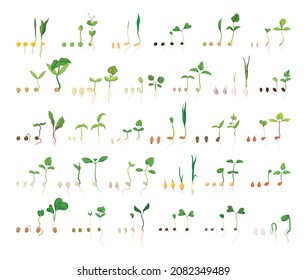 Chains of germination of seeds. Detailed illustration of the growth of vegetables and fruits.