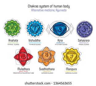 Chakras set of human body - vector drawing Sahasrara, Ajna, Vishuddha, Anahata, Manipura, Svadhisthana, Muladhara with text about his glands. Used in alternative medicine - Ayurveda, also in Hinduism 