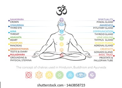 Chakras conjunto de cuerpo humano - dibujo vectorial de Sahasrara, Ajna, Vishuddha, Anahata, Manipura, Svadhisthana, Muladhara con texto sobre sus glándulas. Usada en medicina alternativa - Ayurveda, Yoga, Hinduismo. 